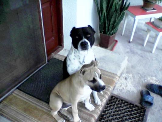 Image000 - amstaff