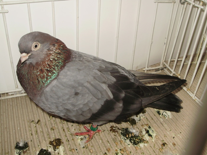 vanat bz 6 - 1509 rom juc 1