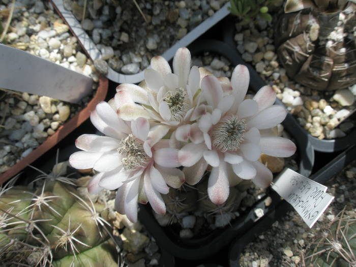 Gymnocalycium  cu flori albe si centru negru