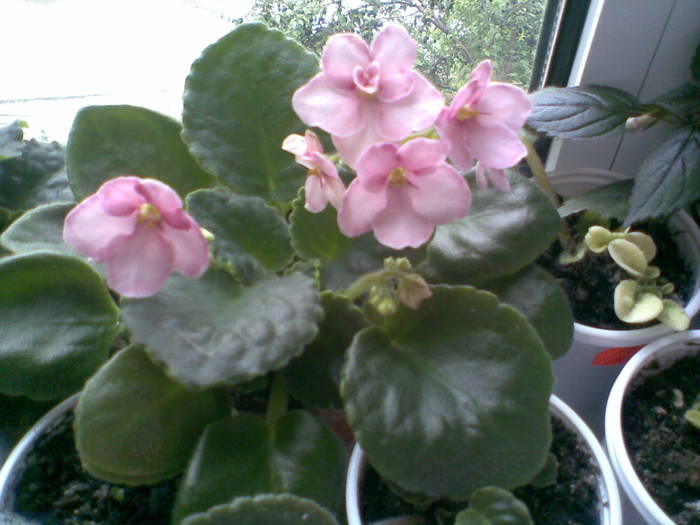 Bob Serbin sport -Aca s Pink Delight