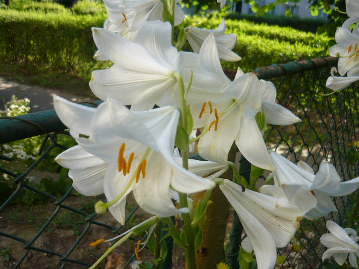 P1000843 - GLADIOLE SI CRINI