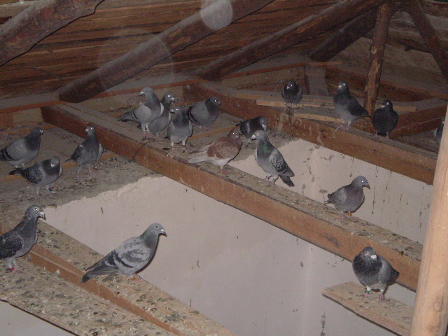porumbelul albastru patat <ciudat - porumbei mei buni 2009