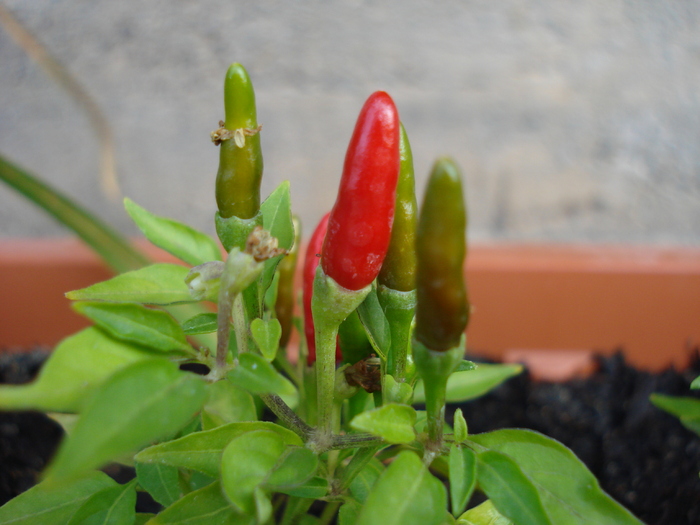 Demon Red Chili Pepper (2009, Aug.29)