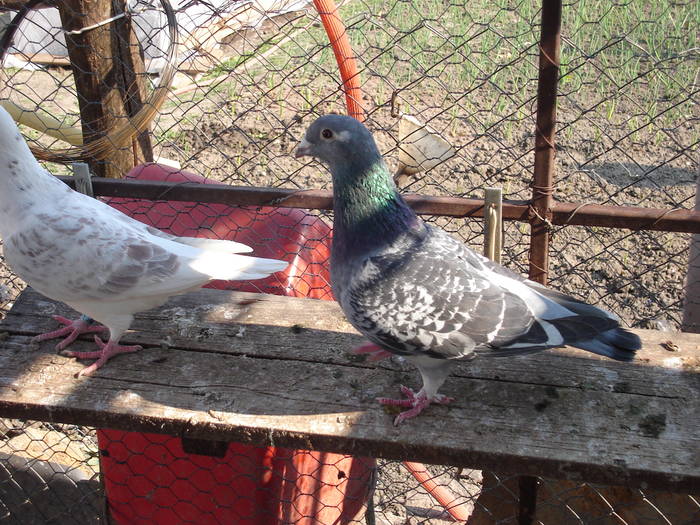 143 - E Porumbei Voiajor Standard Vechi