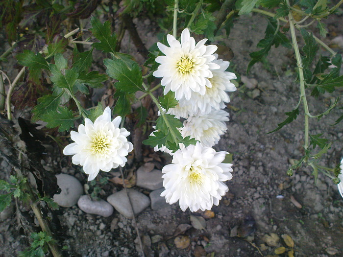 DSC00167