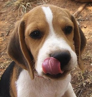 beagle - Beagle puppy