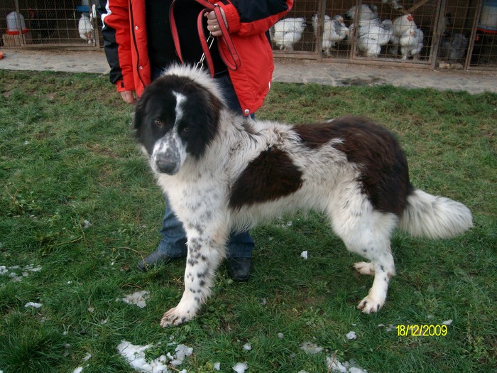 ARIS DE OAS 11 LUNI (54) - ciobanesc romanesc de bucovina