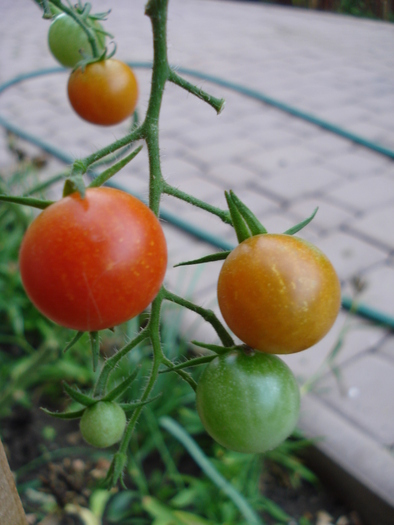 Tomato Sweet Million (2009, Sep.12)