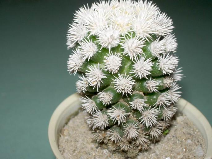 Mamillaria vetula ssp. gracilis v. snowcap