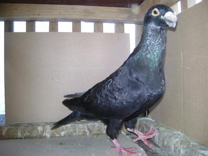 DSC04178 - germani mei