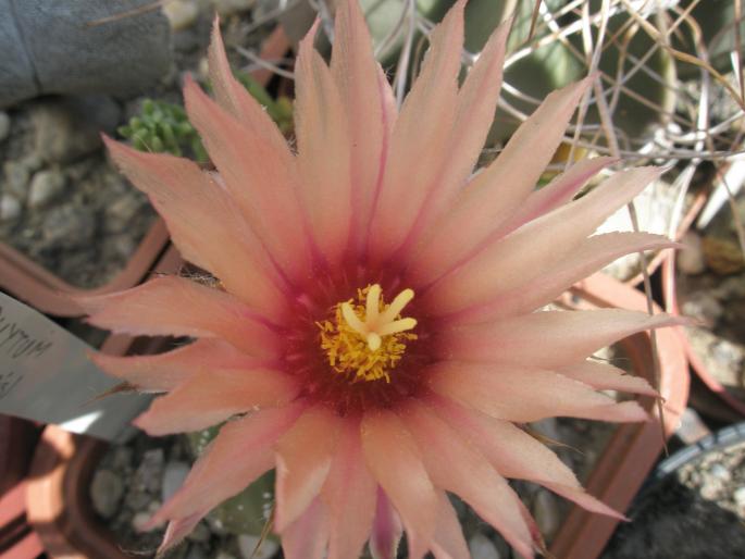 Astrophytum asterias - floare