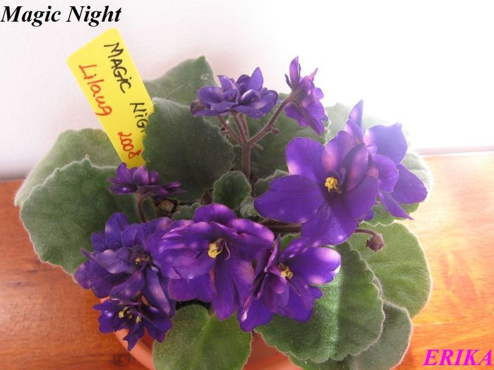 Magic Night 2009 okt 5