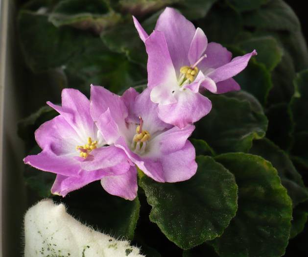 P1140645 - Saintpaulia - violete de camera