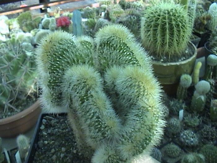 Rajko (15) - Cactusi