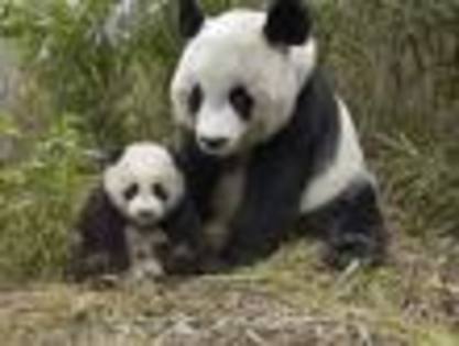 fdfd - ursuleti panda