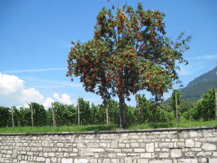 IMG_0476 - LIECHTENSTEIN-Vaduz