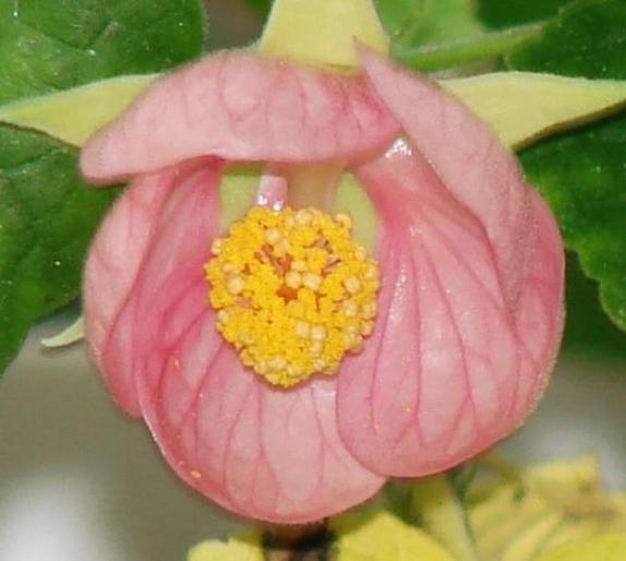 abutilon roz; de al Monica

