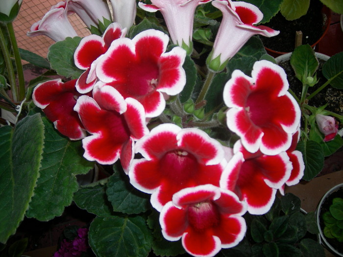 Gloxinia rosu paspoalat - Gloxinii colectie 2009