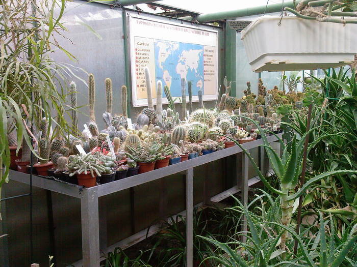 diferiti cactusi