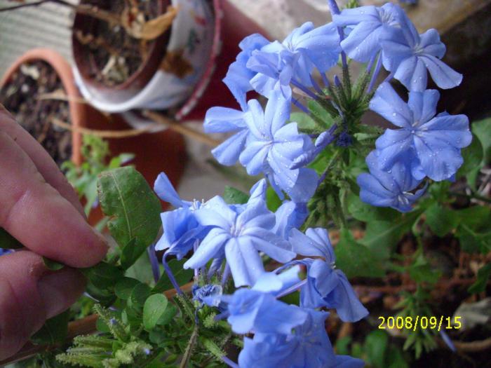 plumbago - flori