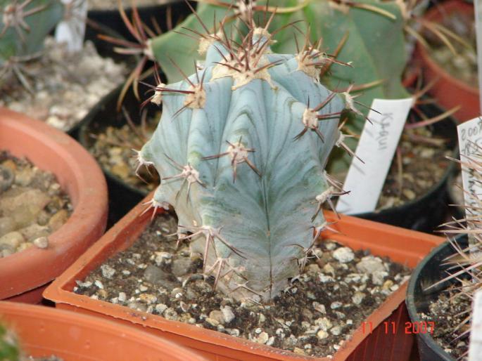 Echinocactus grandis - 2008