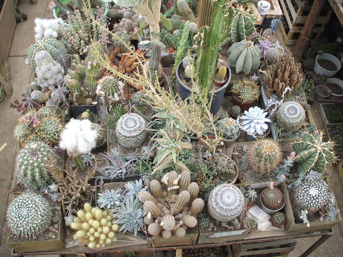 grup - colectia mea de cactusi