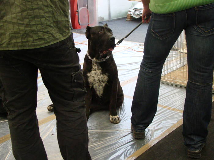 Picture 111 - Expo CACIB Cluj Napoca 15 11 2008