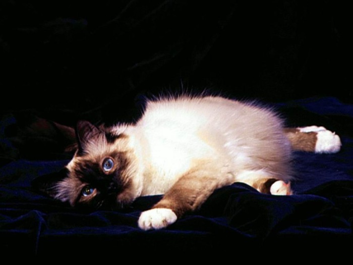 webshots140 - Animale