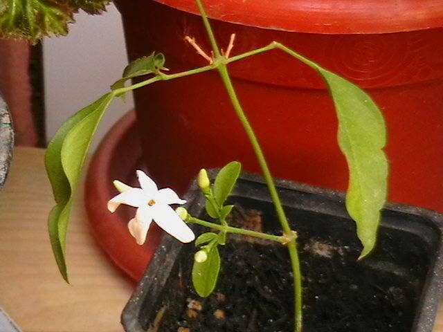 jasminum Ani