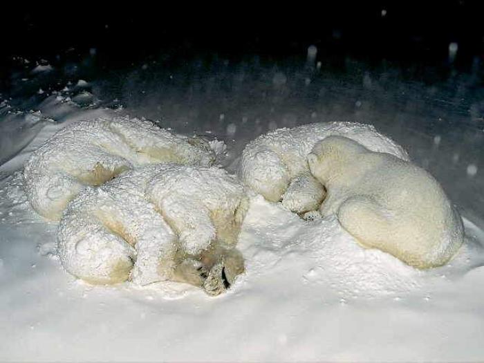 POLAR03 - Ursi polari