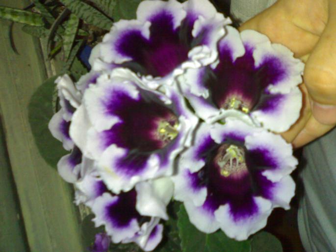 Gloxinia K. Wilhelm 2 - Gloxinia 2008