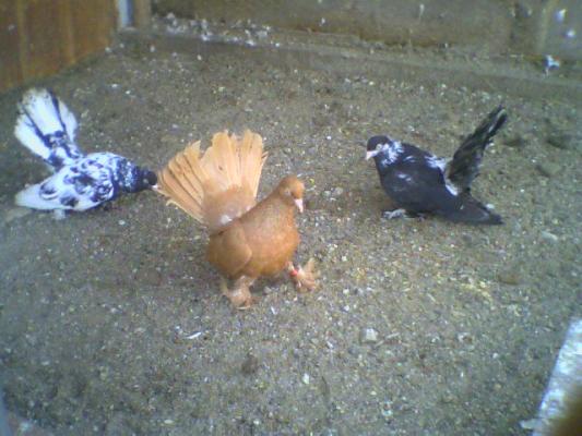 poza0023 - Roller de colectie