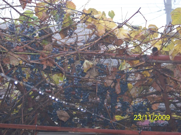 100_5091 - Toamna in curte  Timisoara