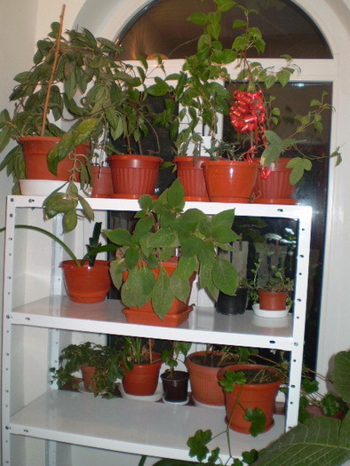 PB122809 - flori de camera 2009-2010