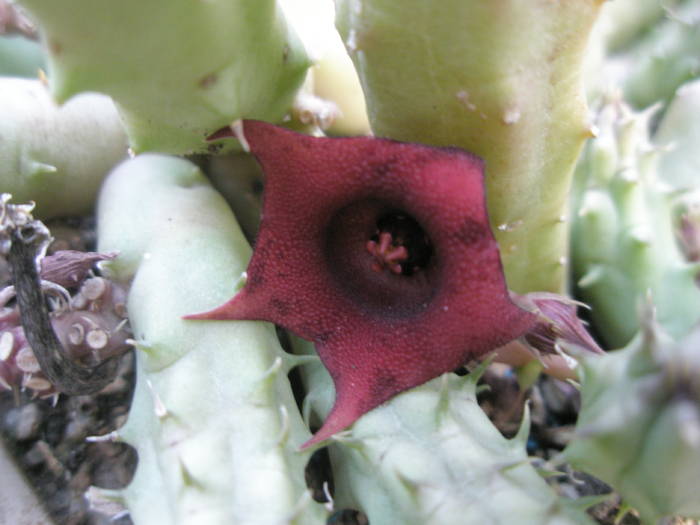 Huernia schneideriana - floare 1 - Asclepidiacee 2009