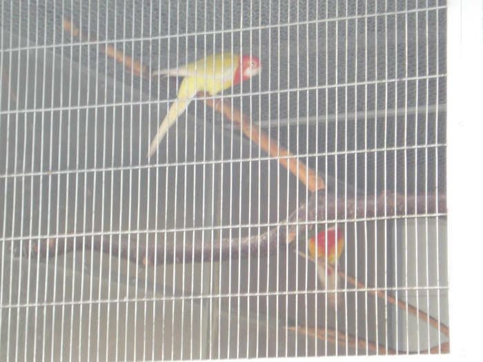 pereche rosella lutino matura