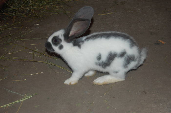 DSC_0057 fluture pur - POZE  CU IEPURASI