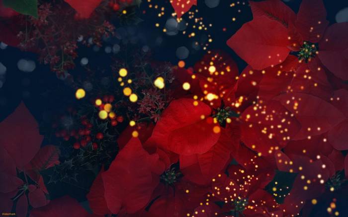 Imagini-Artistice-cu-Flori-Nocturne-1