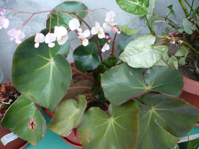 29-05-2009 007 - Flori