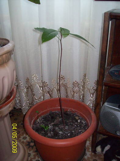 Avocado 4 mai 2009 - plantele mamei mele