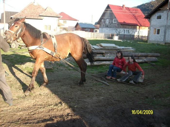 il invatam pe Rudy sa traga - cai semigrei