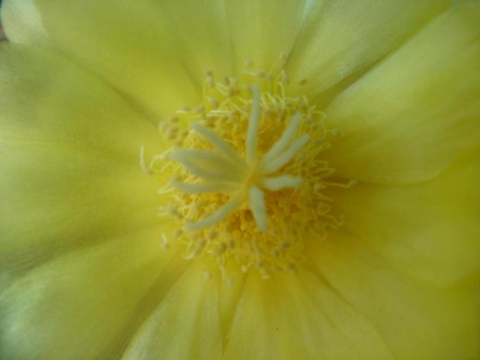 Notocactus magnificus, floare, detaliu. - Cactusi la Mangalia