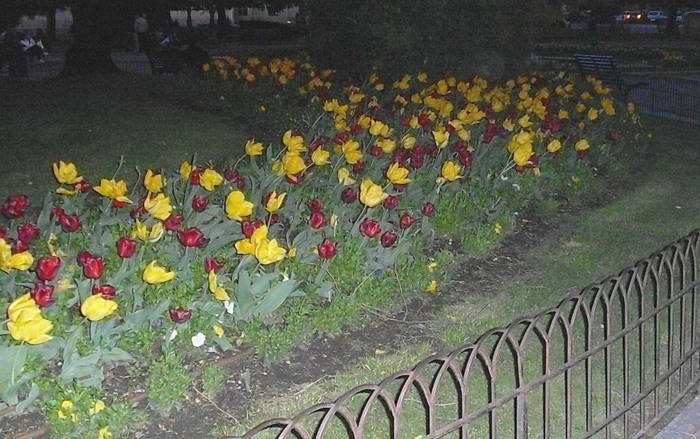 Lalele la ceas de seara,in bataia vantului - FLORI