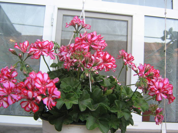 9 iunie 142 - muscate 2009