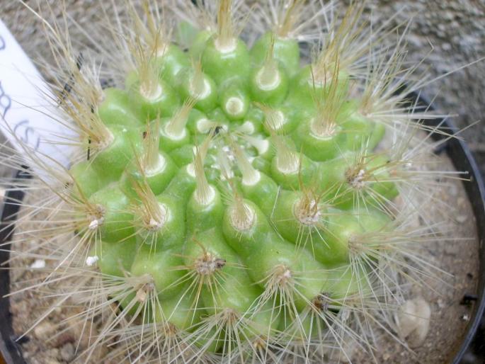Parodia penicilata - cactusi