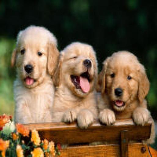 Friends Forever, Golden Retriever Puppies - CaTzElUsI