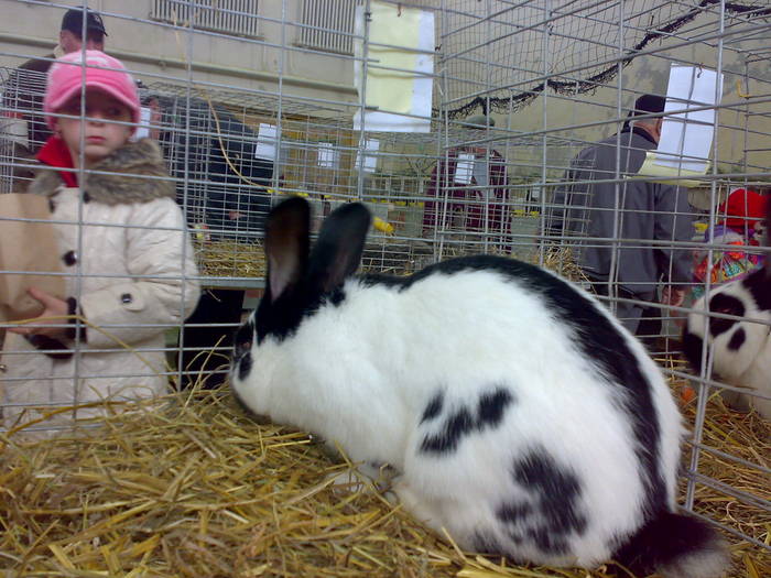 15022009279 - Expo Tg Secuiesc 15 02 09