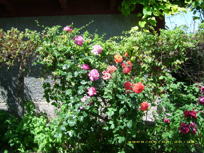 Picture 170 - Mi-am pus trandafiri in par