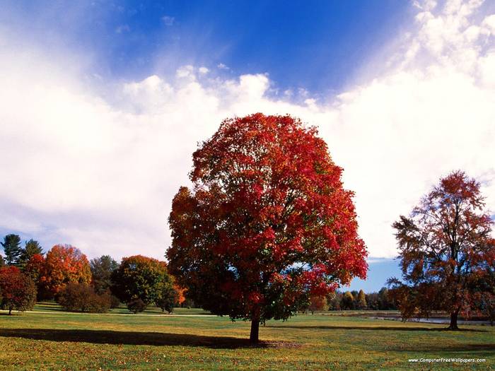 Red Maple Tree, Bernheim Forest Arboretum, Clermont, Kentucky - Very Beautiful Nature Scenes