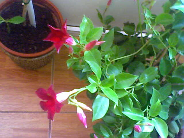 Picture 022 - florile mele